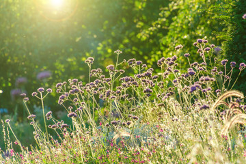 Purple verbena meadow in the garden during sunset. Sun lights and bokeh on background