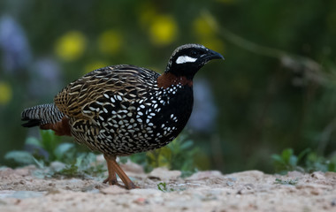 Black Francolin Male in the nature of Sattal