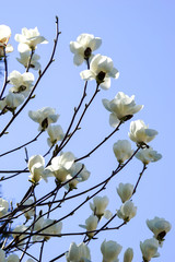 白木蓮の花