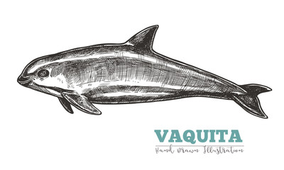 Hand drawn vaquita. Isolated vector illustration of Gulf of California harbor porpoise in sketch engraving style. Endangered species