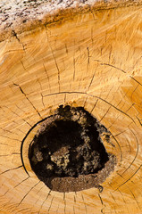 Chopped cut tree ring texture around hole in trunk