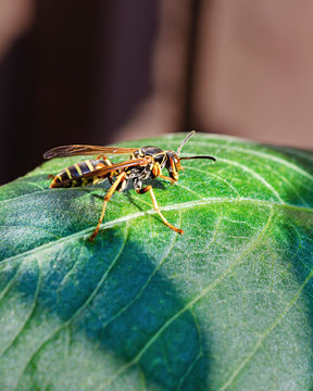 Close up of Yellow Jacket Wasp on a leaf in the garden.