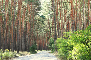 Pine forest with beautiful high pine trees in summer in sunny weather