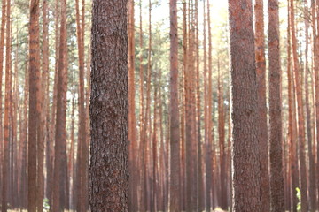 Pine forest with beautiful high pine trees in summer in sunny weather