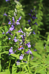 Great blue lobelia with a Pennsylvania leatherwing beetle at Somme Woods in Northbrook, Illinois