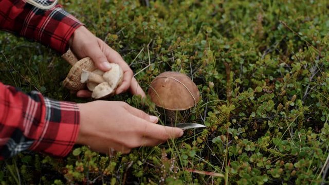 Gardener or traveller picks up wild mushrooms