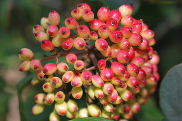 Fruits of Cornus Mas