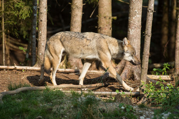Wolf durchstreift Wildpark Grünau im Almtal