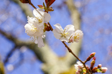 山桜の花