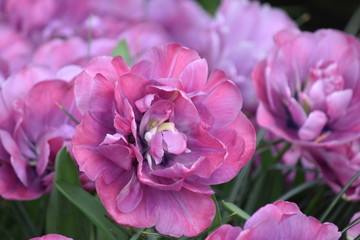 Tulpe lila