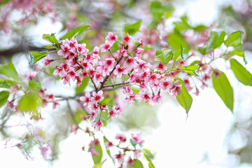 Thailand cherry blossom