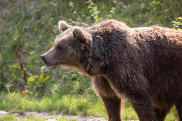 Obraz premium Braunbär im Wildpark Grünau im Almtal