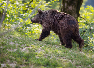 Fototapeta na wymiar Braunbär im Wildpark Grünau im Almtal