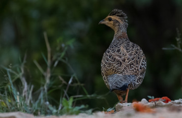 Black Francolin Female in the nature of Sattal