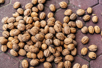 Lots of walnuts like as background