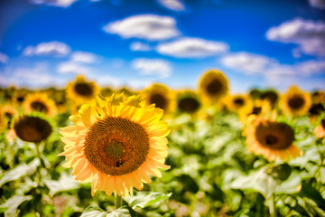 Obraz premium Gorgeous natural Sunflower landscape, blooming sunflowers agricultural field, cloudy blue sky
