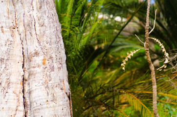 Gumtree bark pattern forest Australia