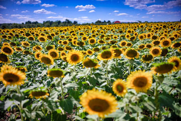 Fototapeta premium Gorgeous natural Sunflower landscape, blooming sunflowers agricultural field, cloudy blue sky