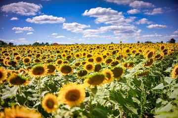 Obraz premium Gorgeous natural Sunflower landscape, blooming sunflowers agricultural field, cloudy blue sky