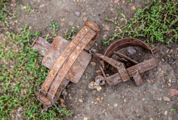 old iron traps lie on the ground