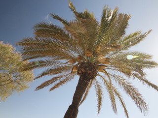 Fototapeta na wymiar top of a palmtree at daytime with the sky in the background