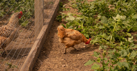 chickens go about their business