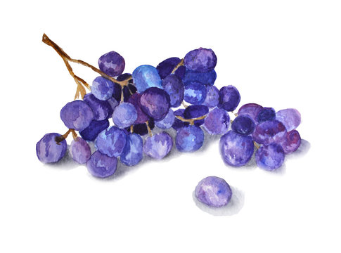 grapes bunch branch watercolor illustration 