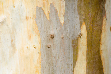Close up Australian tree bark pattern and texture