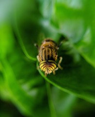 bee on flower