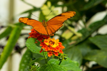 Tropischer Schmetterling