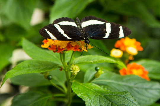 Zebrafalter