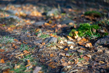 Trail in the autumn forest. The beginning of autumn, the concept of a pleasant, nostalgic...