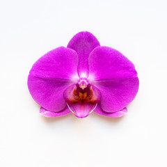 Purpl orchid on white background.