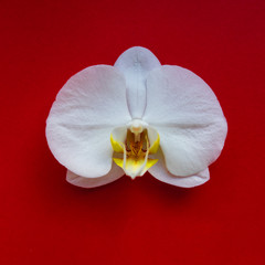 White orchid on red background.