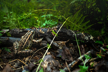 Frog in the Woods