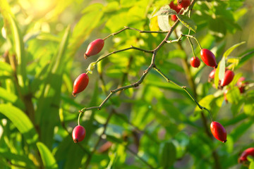 Ripe rose hips in the warm light of the sun at sunset in the garden
