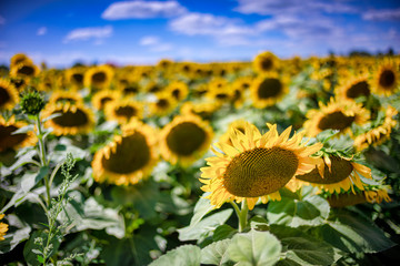 Fototapeta premium Gorgeous natural Sunflower landscape, blooming sunflowers agricultural field, cloudy blue sky