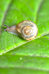カタツムリ