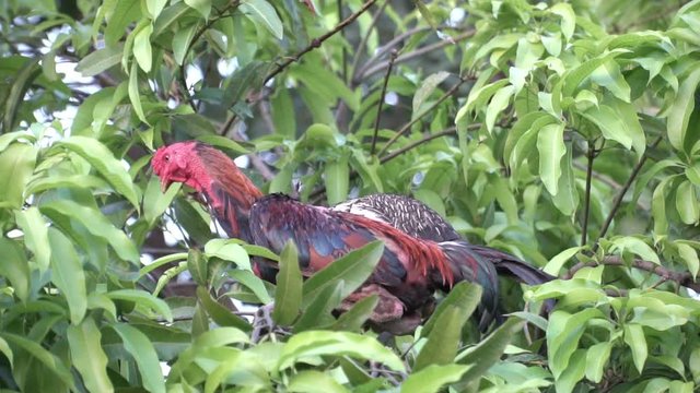 Chicken's family walking freely on meadow field outbuilding