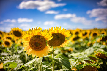 Fototapeta premium Gorgeous natural Sunflower landscape, blooming sunflowers agricultural field, cloudy blue sky
