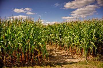 Beautiful a green corn  field view, before harvest and blue sky