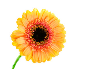 Multicolored gerbera on white background