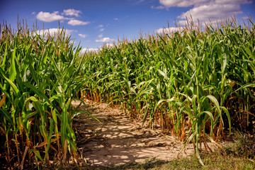 Beautiful a green corn  field view, before harvest and blue sky