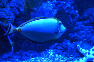 Fototapeta na wymiar Blue Fish 