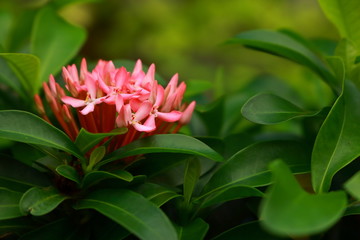 Pink beauty in the bush, selective focus