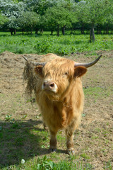 Schottisches Hochlandrind oder Kyloe im Rheinland,Deutschland