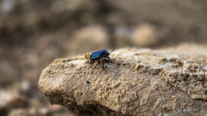 Insect over a stone