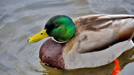 Colvert sauvage dans les eaux d'Islande