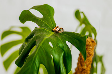 Obraz premium Two wedding rings lie on a green leaf