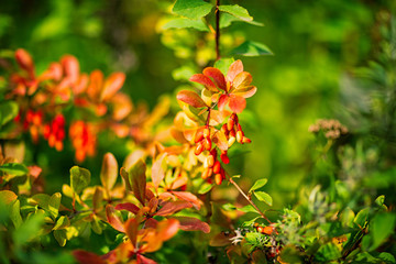 Naklejka na ściany i meble barberry Bush with ripe berries, shot on a Sunny August day